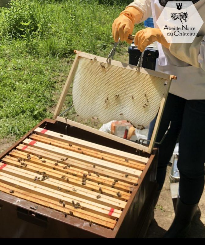 Cadre Dadant à partir d'amorce de cire