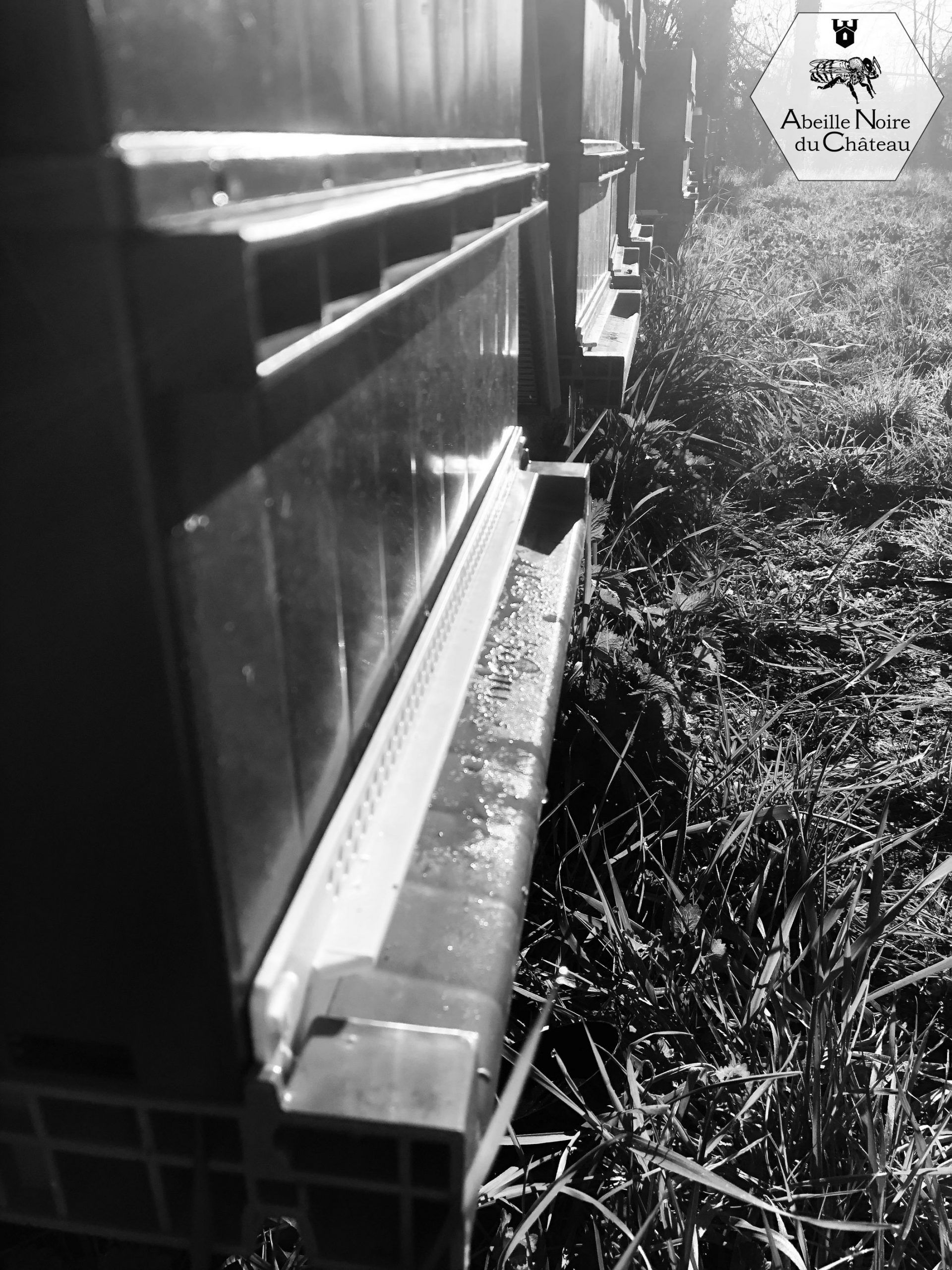 Exploitation apicole d'élevage d'abeille noire