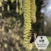 Abeille noire mellifera mellifera sur un châton de noisetier