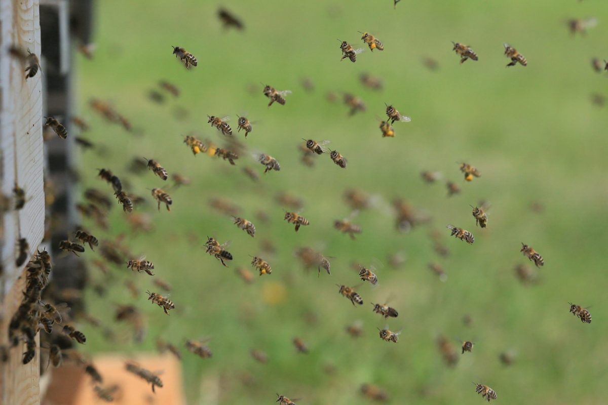 Achats essaims d'abeilles noires particuliers en France