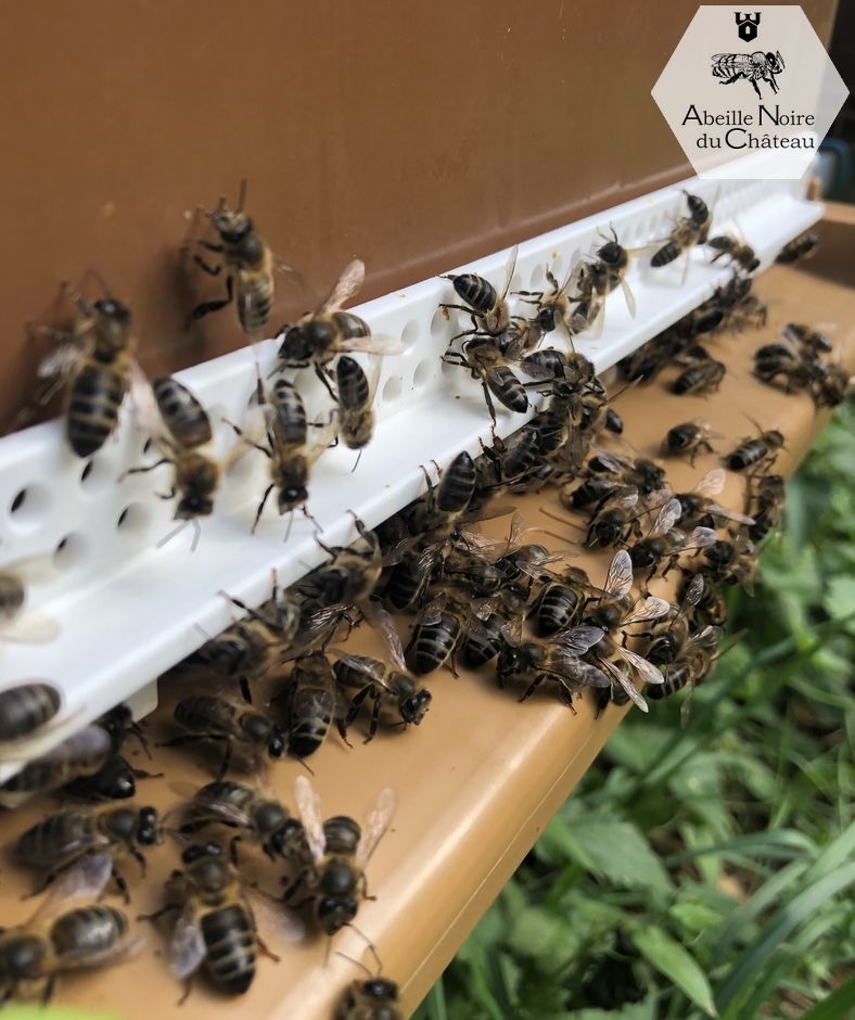Essaim d'abeilles noires en ruche dadant