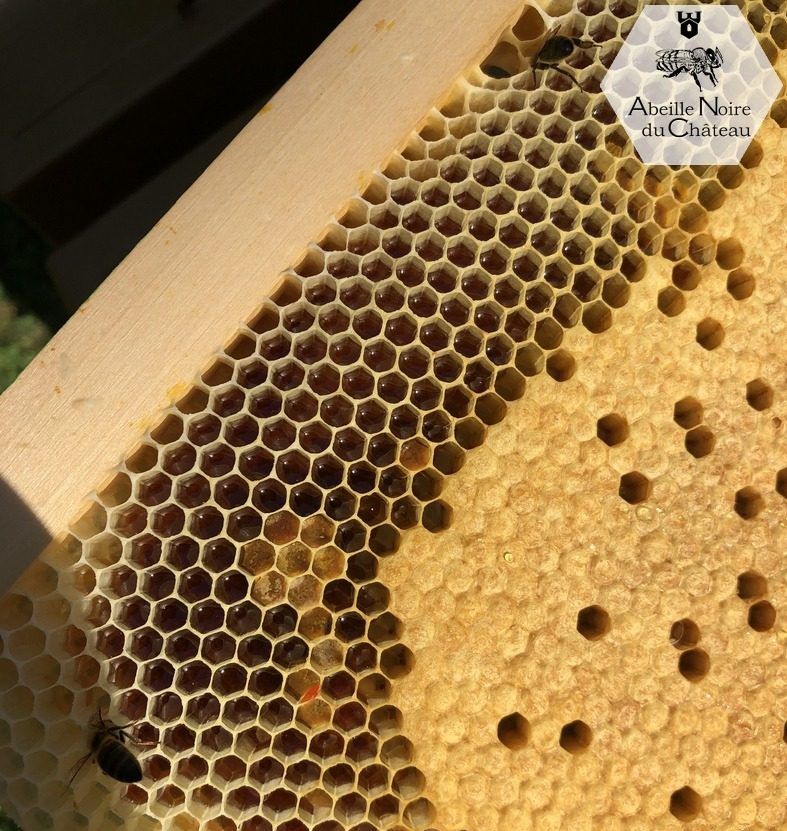 Réserves de miel et pollen en bordure du couvain