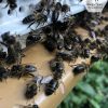 Hivernage abeilles noires