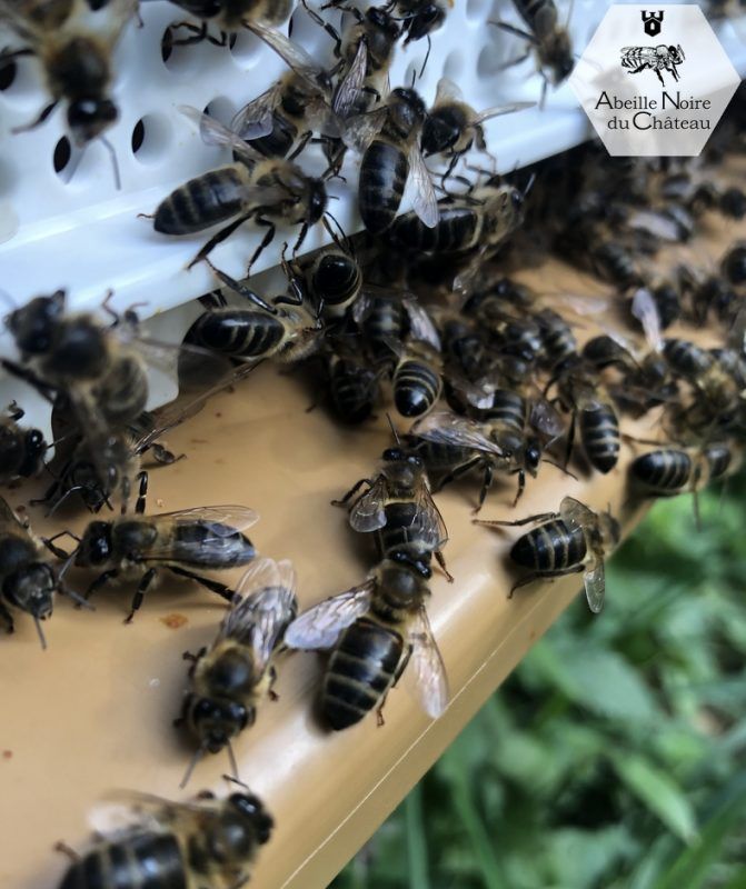 Hivernage abeilles noires