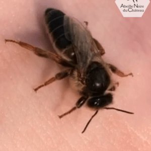 Reines noires fécondées Apis Mellifera Mellifera en vente sur réservation
