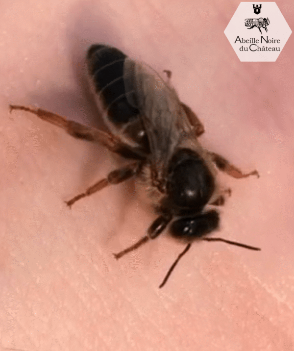 Reines noires fécondées Apis Mellifera Mellifera en vente sur réservation