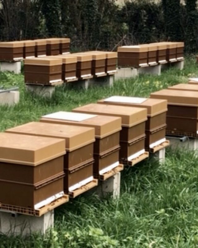 Protéger ses ruches d'abeilles contre le frelon asiatique